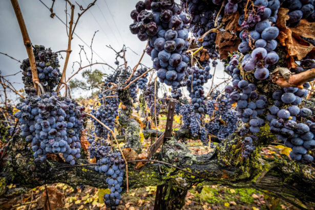 california’s-wine-industry-faces-crisis-as-demand-drops,-imports-gain-ground