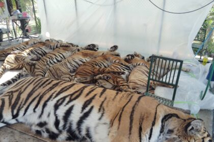 thai-officials-say-72-tigers-at-tourist-parks-died-of-canine-distemper,-allaying-bird-flu-fears