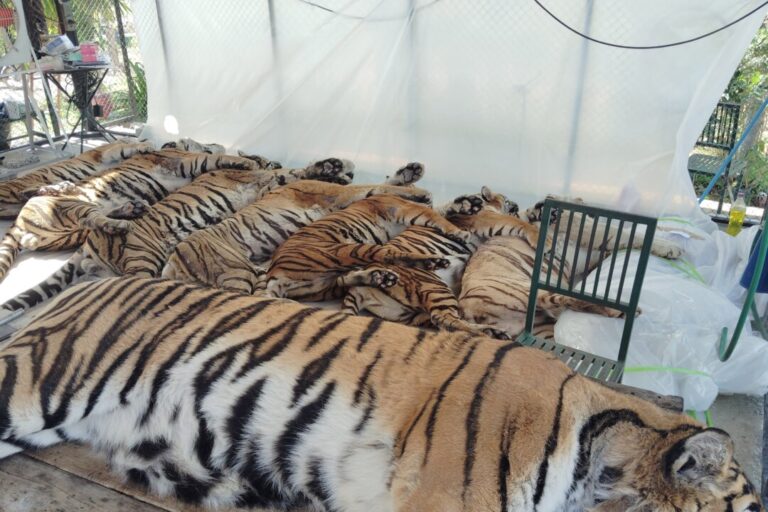 thai-officials-say-72-tigers-at-tourist-parks-died-of-canine-distemper,-allaying-bird-flu-fears