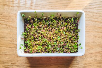 how-to-grow-nutrient-packed-microgreens-and-sprouts-at-home