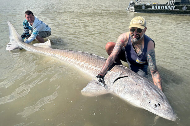 ‘it’s-euphoria’:-angler-awestruck-after-hauling-in-gargantuan-sturgeon-from-fraser-river