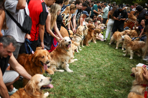 dog-owners-could-get-up-to-$150-in-cosequin-settlement:-who-qualifies-and-how-to-claim