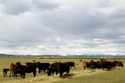 australia-lifts-22-year-ban-on-canadian-beef