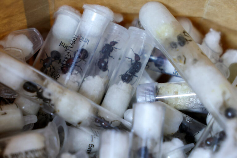 kenya-arrests-chinese-national-for-attempting-to-smuggle-over-2,000-live-ants-in-flight-luggage