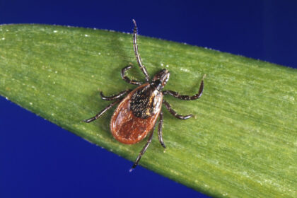 tick-bite-causes-temporary-paralysis-of-6-year-old-in-bc