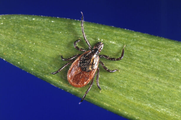 tick-bite-causes-temporary-paralysis-of-6-year-old-in-bc