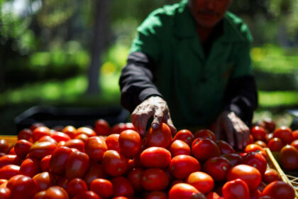 us-tomato-tariff-on-mexico-reignites-long-running-trade-dispute