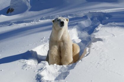 calgary-zoo-brings-in-translator-to-help-francophone-polar-bear-adjust-to-new-home
