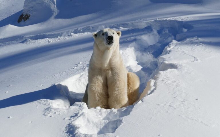 calgary-zoo-brings-in-translator-to-help-francophone-polar-bear-adjust-to-new-home
