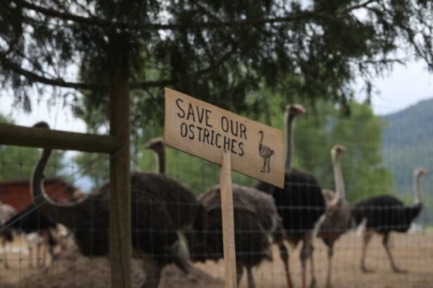 american-billionaire-says-he’s-willing-to-help-bc-ostrich-farm-battle-cull-order-if-asked