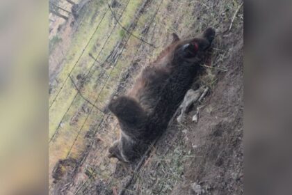 rural-municipalities-want-grizzly-hunt-to-be-opened-in-alberta
