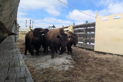 44-elk-island-wood-bison-moved-to-alaska-as-part-of-conservation-and-repopulating-efforts