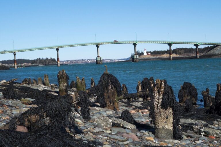 some-americans-dig-for-canadian-roots-as-citizenship-rules-ease