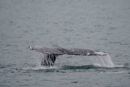 sea-doo-rider-hurt-after-slamming-into-whale-off-vancouver,-animal’s-fate-unclear