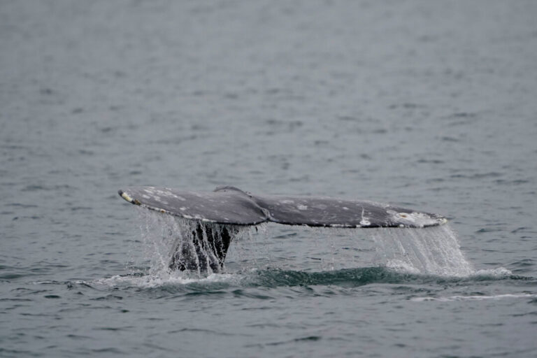 sea-doo-rider-hurt-after-slamming-into-whale-off-vancouver,-animal’s-fate-unclear