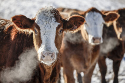 cattle-association-has-beef-with-potential-mercosur-trade-deal