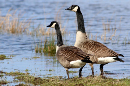 ontario-man-ordered-to-pay-$1k-for-‘harassing’-canada-geese