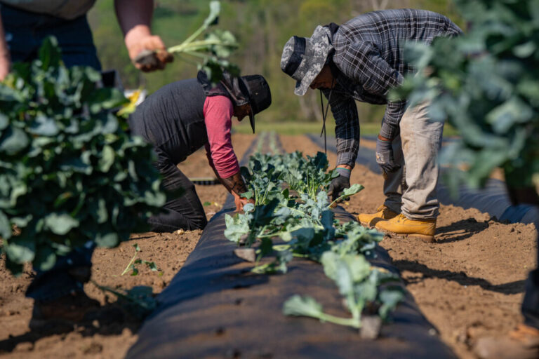 farmers-call-for-emergency-relief,-adoption-of-key-bills-to-stem-soaring-fertilizer-costs