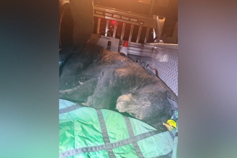 black-bear-found-wandering-urban-vancouver-is-tranquilized-and-released