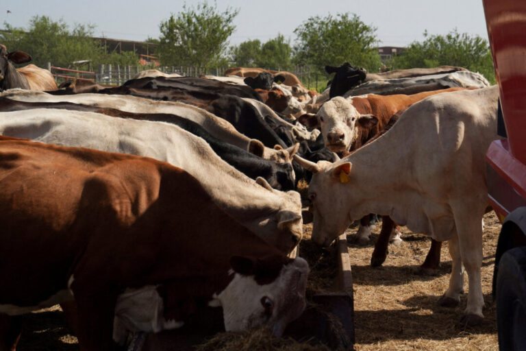 texas-joins-doj-in-antitrust-probe-of-large-meatpacking-companies