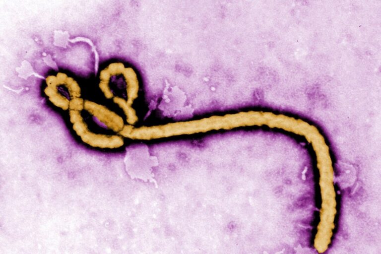 us-issues-travel-advisories-over-ebola-outbreak-in-congo