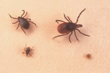 rising-tick-threat-in-southern-ontario:-how-to-protect-yourself