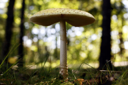 us-slaps-duties-on-fresh-canadian-mushrooms-over-subsidy-claims