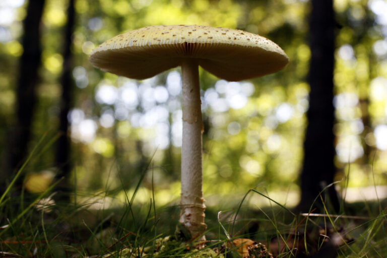 us-slaps-duties-on-fresh-canadian-mushrooms-over-subsidy-claims