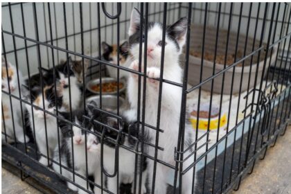 57-kittens,-8-cats-saved;-man-arrested-in-suspected-animal-cruelty-investigation:-police