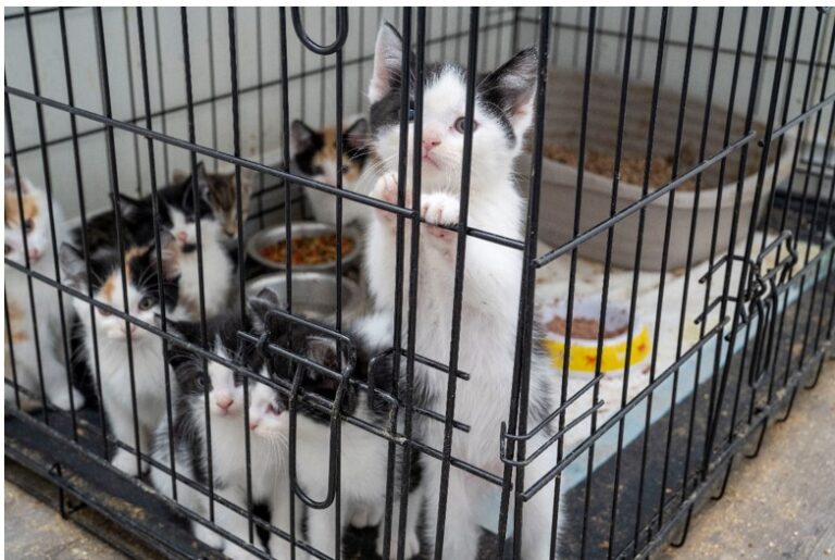 57-kittens,-8-cats-saved;-man-arrested-in-suspected-animal-cruelty-investigation:-police