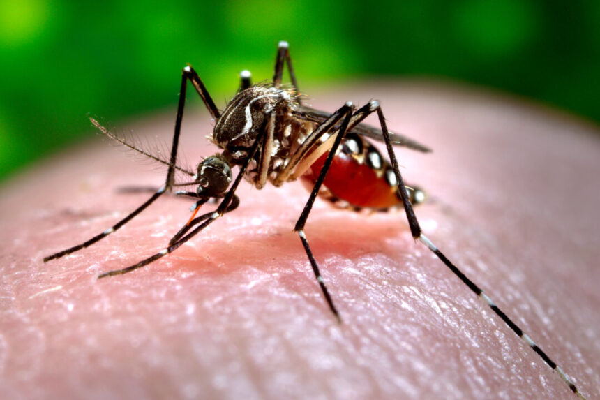 ccp-launches-chikungunya-virus-testing-in-foshan,-sparking-fears-of-lockdown