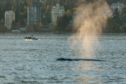ottawa-proposes-$164m-in-whale-protection-funding-for-waters-off-bc-coast