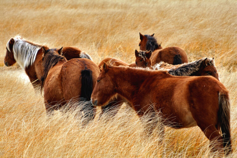 new-book-explores-the-rugged-adaptability-of-sable-island,-ns’s-wild-horses