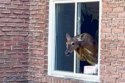 rude-awakening:-deer-breaks-into-ontario-bedroom-through-window