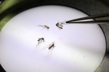 google-seeks-federal-approval-to-release-millions-of-mosquitoes-in-california,-florida