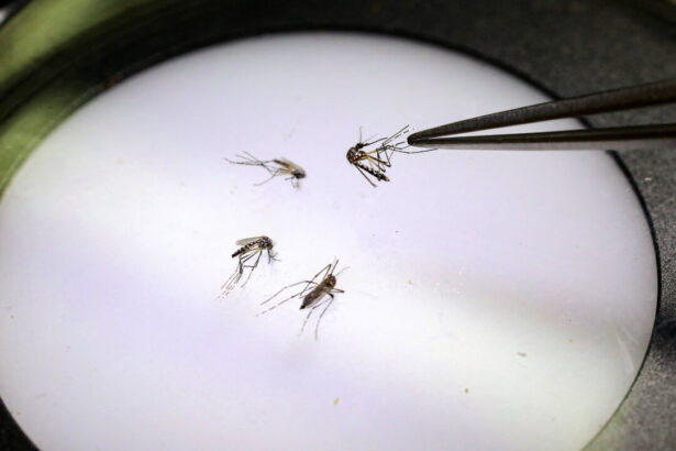 google-seeks-federal-approval-to-release-millions-of-mosquitoes-in-california,-florida