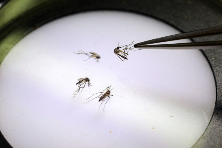 google-seeks-federal-approval-to-release-millions-of-mosquitoes-in-california,-florida