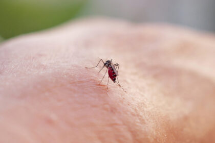 standard-malaria-treatment-works-well-against-resistant-strains:-study