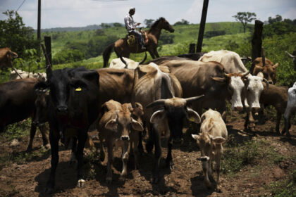 canada-temporarily-blocking-livestock-from-texas-due-to-new-world-screwworm