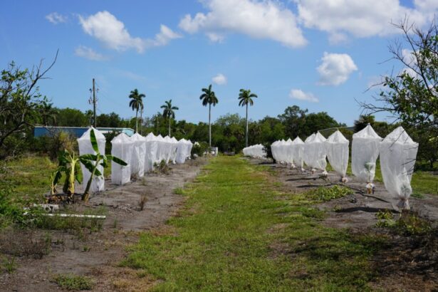 how-a-tiny-insect-decimated-florida’s-citrus,-and-what-orchardists-are-doing-about-it