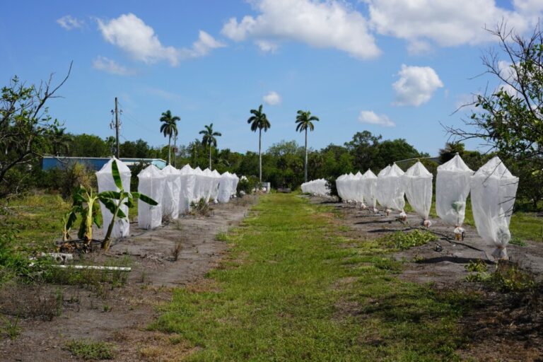 how-a-tiny-insect-decimated-florida’s-citrus,-and-what-orchardists-are-doing-about-it