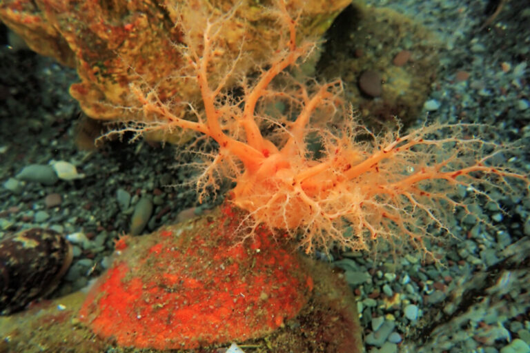 these-sea-cucumbers-seem-to-have-‘zombie’-flesh-that-doesn’t-die-when-lopped-off
