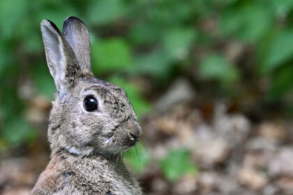 calgary-man-sentenced-to-8-years-for-torturing-and-killing-pet-rabbits