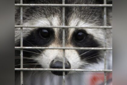 rabies-vaccination-program-for-skunks,-raccoons-in-effort-to-stop-spread-to-montreal