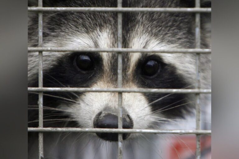 rabies-vaccination-program-for-skunks,-raccoons-in-effort-to-stop-spread-to-montreal