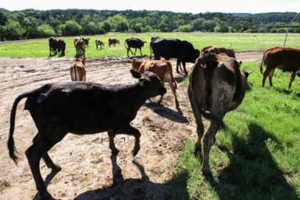 mexico-suspends-certain-live-animal-imports-from-us-over-flesh-eating-screwworm-concerns