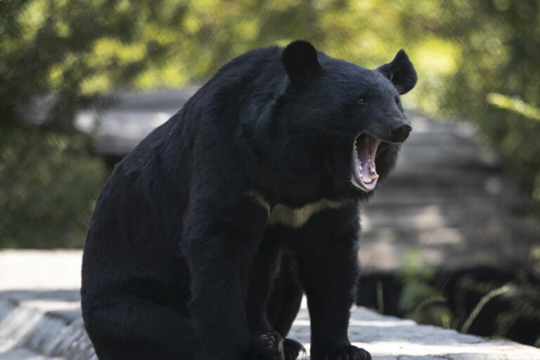 conservation-officers-in-bc-remove-metal-stove-pipe-stuck-on-bear’s-head
