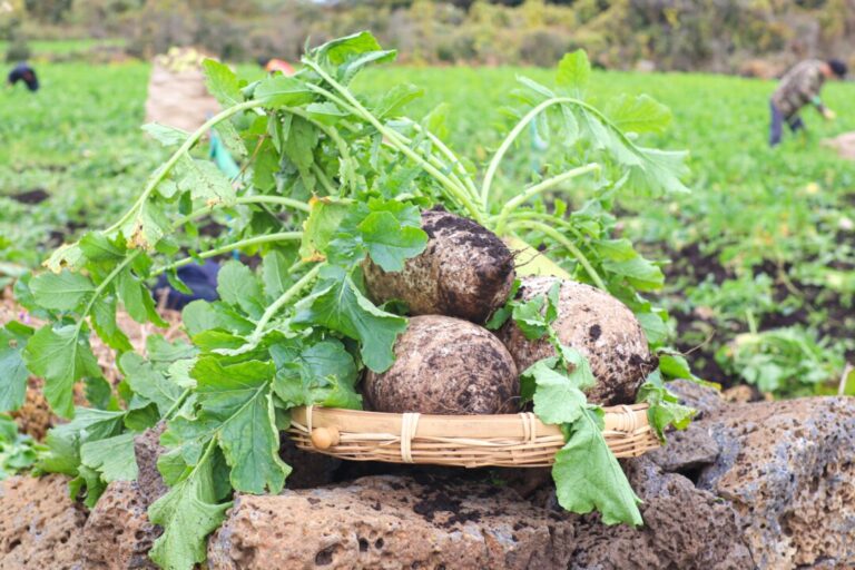 jeju-winter-radish:-a-crop-defined-by-what-winter-refuses-to-let-grow
