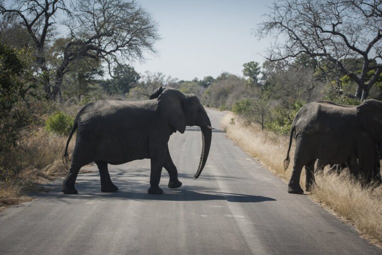 canadian-shot-dead-at-south-africa-wildlife-park-in-apparent-accident:-officials