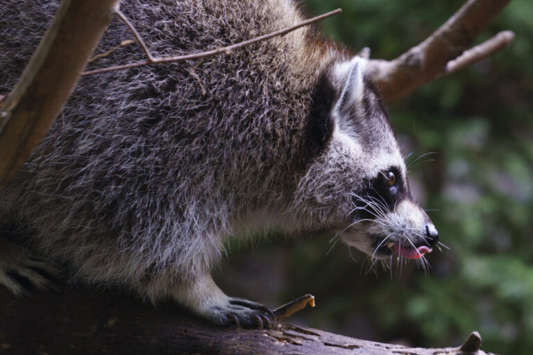 raccoon-rabies-outbreak-still-growing,-quebec-public-health-officials-say